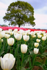チューリップ