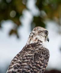 Wild bird
