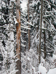 Forest pine trees after the heavy snowfall - 227475338