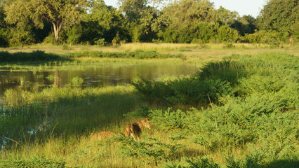 Couple of lions in lake border © DARIO