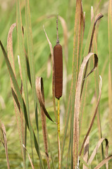 Pfeifenputzer