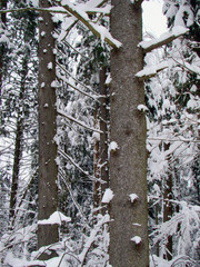 Forest pine trees after the heavy snowfall - 227475553