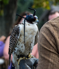 Falcon sitting on falconers hand