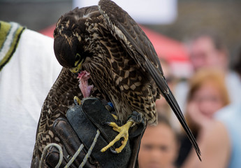 Hawk sitting on hand of falconer