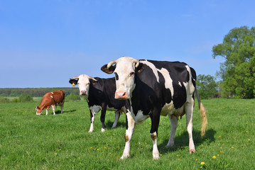 Plakat Cows on a summer pasture