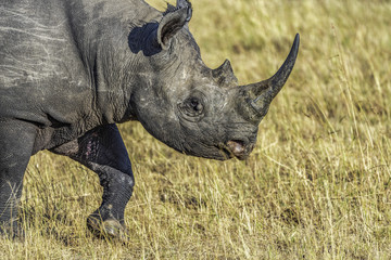Close up of a rare, solitary male Eastern Black Rhino as he moves through the savannah.It has a pointed, prehensile upper lip, which is adapted for grasping leaves, twigs. Side view. Selective focus.
