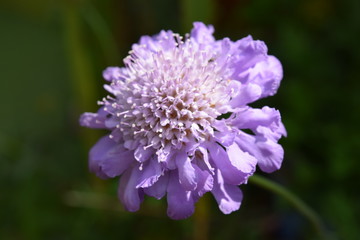 field scabious