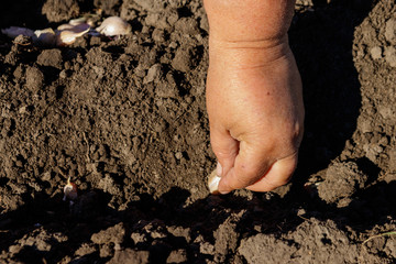 Farmer's hand planting garlic in vegetable garden