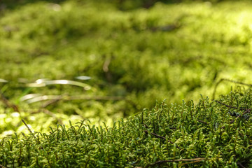 Green moss covered ground in cozy forest. Background with copy space.