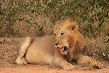 Wild male Lion 