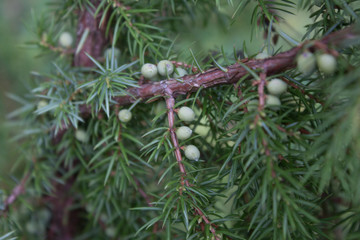 The juniper bush closeup. Green berries on juniper branches growing