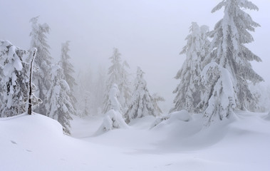 Winter coniferous forest on a mountain slope in a light fog.