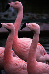 pink flamingo in the zoo