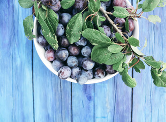 Ripe juicy plum fruits on aged blue wooden table in a summer garden. Fresh organic plums growing in countryside