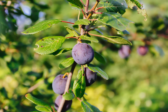 Ripe juicy plum fruits in a cup on green summer grass background. Fresh organic plums growing in countryside.