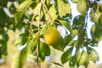 Ripe juicy fruits on a plum tree in summer garden. Fresh organic plums growing in countryside