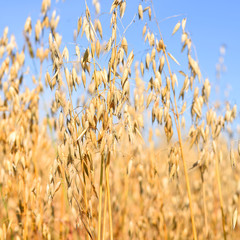 Stalks of oats in the rural landscape