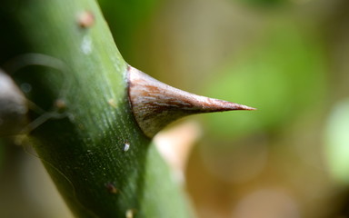 Rose thorn 
