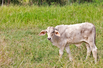 The white bull stood staring, with curiosity in the meadow green.
