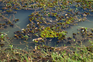 Salvinia cucullata Roxb.ex Bory. The weed that floats on the water surface intensively.