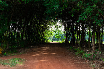 The gravel road through rubber plantations is shady and peaceful. In rural of Thailand.