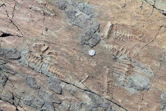 Fossils Of Some Of The Oldest Multicellular Life On Earth With Coin For Scale, Mistaken Point Ecological Preserve, Newfoundland, Canada