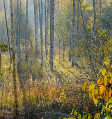 Autumn frosty morning in the forest. Russia.