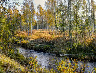 Autumn frosty morning in the forest. Russia.
