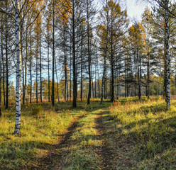 Autumn frosty morning in the forest. Russia.