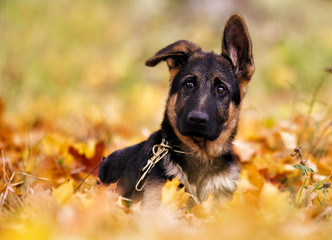 puppy german shepherd in autumn leaves