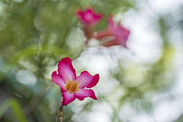 Beautiful pink flowers in the garden in the morning.