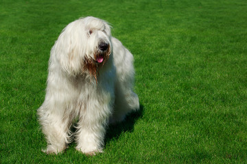 Dog breed South Russian Sheepdog
