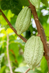 Cacao Tree (Theobroma cacao). Organic cocoa fruit pods in nature.