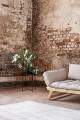 Plant next to grey sofa in industral room interior with carpet and red brick wall. Real photo