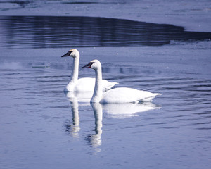 Pair of swans