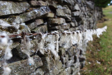 sheeps wool stuck on barbed wire.