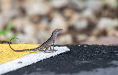 Brown anole spotted in Singapore