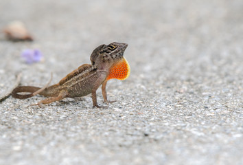 a brown anole claiming his territory
