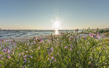Blumen an der ostseek&uuml;ste