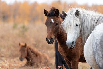 Close up of wild yakutian horse family with lying colt