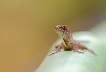 Brown anole thinking where to go