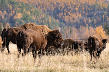 a herd of bison grazing in the nursery Ust-Buotama in Lena Pillars Natural Park, Yakutia, Russia