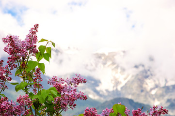 Alpine scenery. Lilac flowers shrubs and the peaks of Alps mountains covered with snow and clouds in Provence-Alpes-Cote d'Azur region of France.