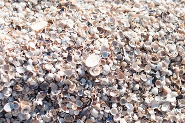 shells