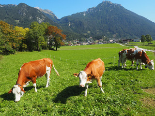 Fototapeta na wymiar Tirol - Kühe in der Region Achensee