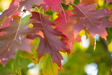 Naklejka na ściany i meble Blätter Rot Herbst