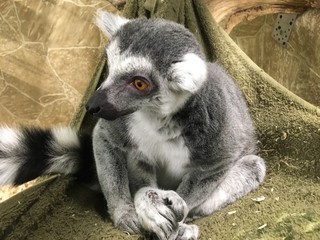 lemur