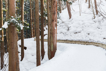 nature and landscape concept - snow path winter forest in japan