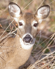 Whitetail Deer
