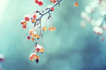 Branches with berries covered with sparkling ice.  Selective focus.
 - obrazy, fototapety, plakaty